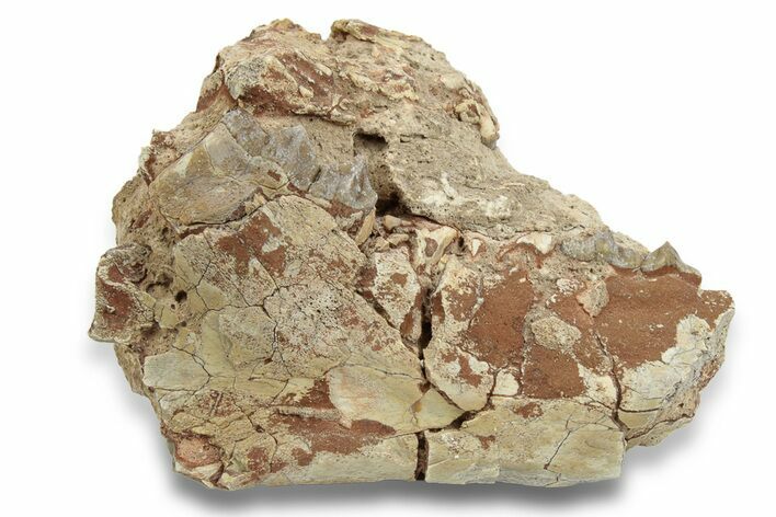 Unprepared, Fossil Oreodont (Merycoidodon) Jaw - South Dakota #249287